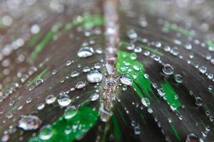 Regentropfen auf Blatt im Morgenlicht foto