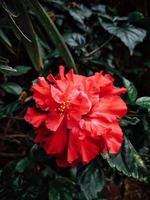 Rote Hibiskusblüte im Garten hinter dem Haus auf grünem Hintergrund foto