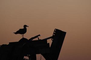 Hintergrundbeleuchtung Möwe im Sonnenuntergang foto