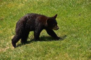 Roaming Black Bear Cub schlängelt sich entlang in einem Feld foto