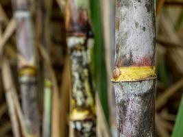 Zuckerrohr, eine Feldfrucht für die Landwirtschaft in Thailand. foto