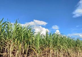 Zuckerrohrfelder und blauer Himmel foto