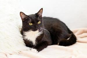 Die flauschige schwarz-weiße Katze mit grünen Augen liegt auf einem weichen beigefarbenen Plaid mit weißem Kissen. foto