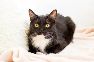 Die flauschige schwarz-weiße Katze mit grünen Augen liegt auf einem weichen beigefarbenen Plaid mit weißem Kissen. foto