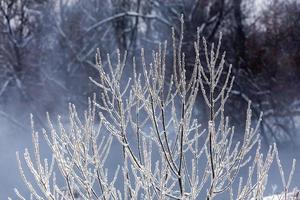 dünne lange weidenzweige unter frosttelefoto mit selektivem fokus und bokeh-unschärfe foto