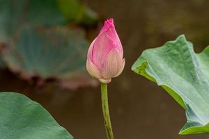 Lotusblume, die im Teich blüht foto