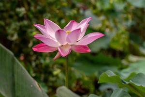 Lotusblume, die im Teich blüht foto