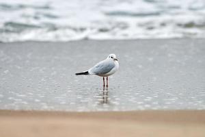 Lachmöwe am Strand, Meer und Sand Hintergrund foto