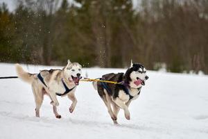 Laufender Husky-Hund auf Schlittenhunderennen foto