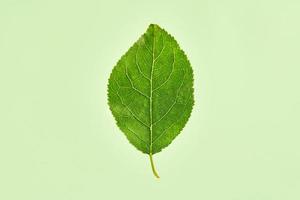 Ein grünes Pflaumenbaumblatt auf hellgrünem Hintergrund, detailliertes Makro-Nahaufnahmefoto des Pflaumenblatts foto