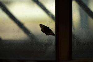 Bohne auf Glas. Schmetterling am Fenster. Innendetails. Fensterrahmen. foto