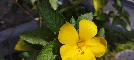 turnera ulmifolia ist eine blühende Pflanzenart der Blumengattung um acht Uhr foto