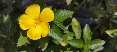 turnera ulmifolia ist eine blühende Pflanzenart der Blumengattung um acht Uhr foto