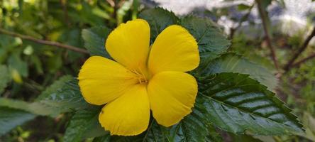 turnera ulmifolia ist eine blühende Pflanzenart der Blumengattung um acht Uhr foto