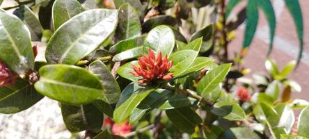 Ixora chinensis, allgemein bekannt als chinesische Ixora, ist eine Pflanzenart der Gattung Ixora foto