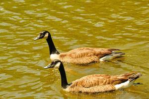 Ein Paar kanadische Gänse schwimmt lässig auf einem Teich foto