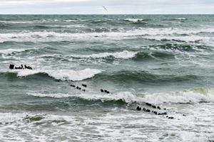 Blick auf das blaue Meer mit schäumenden Wellen und hölzernen Wellenbrechern foto