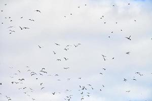 Vögel Möwen fliegen im blauen Himmel mit weißen, flauschigen Wolken foto