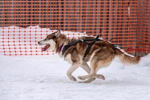 Schlittenhunderennen. Husky-Schlittenhundegespann im Geschirrlauf und Zughundefahrer. Wintersport-Meisterschaftswettbewerb. foto