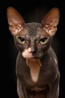 Nahaufnahmeporträt der mürrischen Sphynxkatze Vorderansicht auf Schwarz