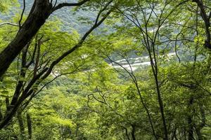 dreckiger fluss, gesehen durch die huentitan-schlucht in guadalajara, grüne vegetation, bäume, pflanzen und berge, mexiko foto