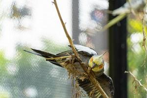 Nymphicus Hollandicus, bunter Vogel mit Bokeh im Hintergrund, gelbe und graue Nymphe, schöner Gesang, Mexiko foto