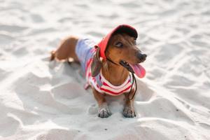 Zwergdackel in einem gestreiften Hundeoverall und einer roten Mütze sonnt sich an einem Sandstrand. Hundereisender, Blogger, Reiseblogger. Hund genießt einen Spaziergang an der frischen Luft im Freien. hochwertiges Foto