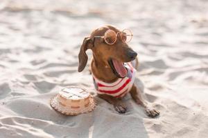 Zwergdackel in einem gestreiften Hundeoverall und einer roten Mütze sonnt sich an einem Sandstrand. Hundereisender, Blogger, Reiseblogger. Hund genießt einen Spaziergang an der frischen Luft im Freien. hochwertiges Foto