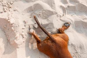 Nahaufnahme der Hinterbeine und des Schwanzes eines Zwergdackels, der an einem Sandstrand liegt. Hundereisender, Blogger, Reiseblogger. Hund genießt einen Spaziergang an der frischen Luft im Freien. hochwertiges Foto