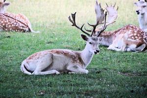 eine Nahaufnahme von einem Damhirsch foto