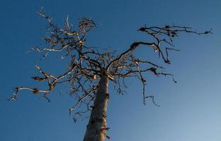 trockener Baum auf Hintergrund des blauen Himmels foto