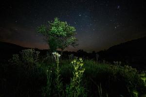 Distelspitzenbälle und kleiner Baum auf sternenklarem Sommernachtshintergrund foto