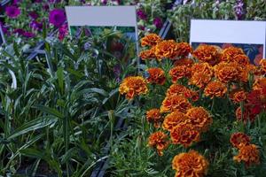 sämlinge von gartenblumen, gazania rigens, ringelblumen, petunien in boxen mit weißen etiketten für beschriftungen. foto