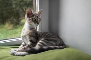 4 Monate altes Kätzchen Mestizo Bengalkatze sitzt lustig am Fenster foto