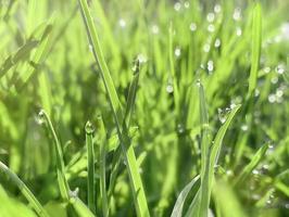 frühling oder sommer abstrakte jahreszeit natürlicher hintergrund mit grünem gras und bokeh lichtern, defokussiertem licht foto