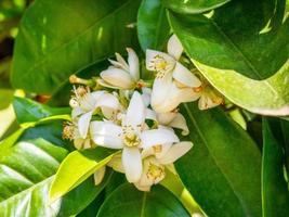 schöne hellweiße orangefarbene Blüten in grünen Blättern foto