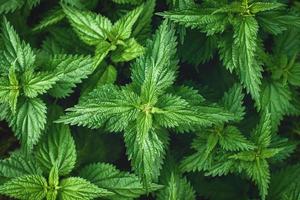 Brennnessel Pflanzen Hintergrund, Urtica Dioica Blätter, Ansicht von oben foto