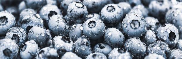 Heidelbeerfruchthintergrund, Heidelbeeren nasse Tautropfen, breite Bannergröße foto