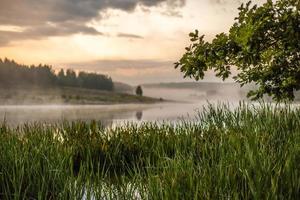 Morgendlicher Blick auf das Flussufer mit Eiche, Schilfrohr und selektivem Fokus mit geringer Schärfentiefe in gedämpften Farben foto