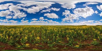 Kugelförmiges 360-Grad-Panorama des blühenden gelben Raps-Rapsfeldes des Sommertages in eqirectangularer Projektion foto