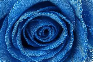 blaue rose unter luftblasen nahansicht randlose ansicht foto