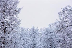 Spitze der gefrorenen Winterwaldlandschaft bei bewölktem Wetter mit weichem Licht foto