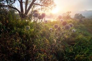 Mariendistel auf der Seite des ländlichen Weges in der Nähe des Flusses bei nebligem Sonnenaufgang. foto