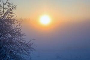 frostiger dunkler zweige selektiver fokushintergrund foto