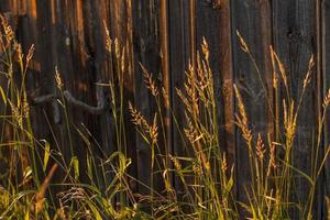 Gras und altes Holz im Sonnenlichthintergrund foto