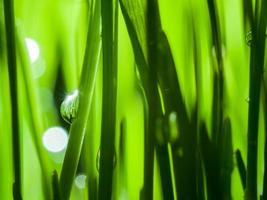 frisches Gras nach Regen Nahaufnahme mit verschwommenem Hintergrund foto