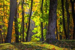 Herbstwald am morgendlichen selektiven Fokushintergrund foto