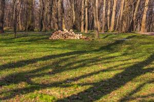 Brennholzstapel im Frühlingswald mit selektivem Fokus foto