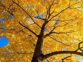 Herbst leuchtend gelber Ahornbaum auf blauem Himmelshintergrund - Vollbildansicht nach oben von unten foto