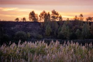 Phragmites australis, Schilfrohr - dichtes Dickicht im Tageslicht, Horizont und Bäume am Abendhimmel im Hintergrund, Gegenlicht. foto